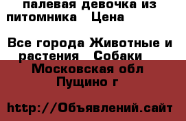 палевая девочка из питомника › Цена ­ 40 000 - Все города Животные и растения » Собаки   . Московская обл.,Пущино г.